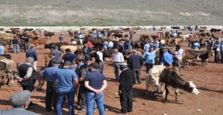 Kars Hayvan Pazarında Kurban Bayramı Hareketliliği