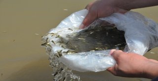 Terörün Yerini Huzura Bırakmasıyla Yaylalar İle Birlikte Nehir Ve Göller De Şenlendi