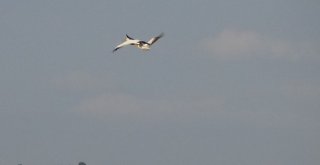 Gökten Pelikan Düştü