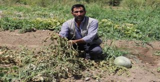 Yaz Yağmurları Karpuzu Vurdu, Festival Tehlikeye Girdi