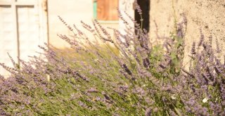 (Özel Haber) Köylüyü Lavanta Balı Kurtaracak