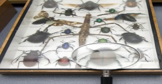 (Özel Haber) Böceklerden Kurtulayım Derken Sağlığınızdan Olmayın