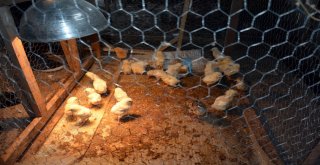 Buzdolabını Kuluçka Makinesi Olarak Kullanıyor