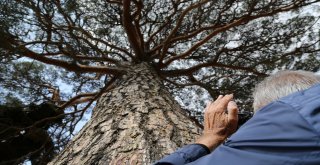 Dev Çam Ağacı Hem Boyutu Hem De Hikayesi İle Dikkat Çekiyor