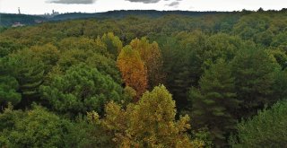 (Özel) Sonbaharın Renklerine Bürünen Atatürk Arboretumu Havadan Görüntülendi