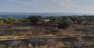 Boş Arazide Çıkan Yangın Zeytin Ağaçlarına Sıçradı