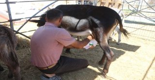 (Özel) Eşek Sütü Hem Şifa Hem De Kazanç Sağladı