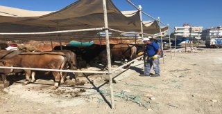 Manavgat Ve Alanyada Bayram Öncesi İlaçlama Seferberliği