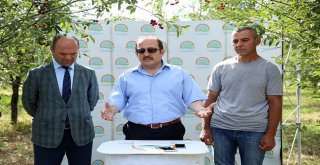 Bayburtta Vişne Hasadı