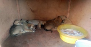 Ölüme Terk Edilen Köpek Yavrularına Gözü Gibi Bakıyorlar