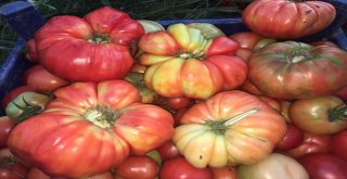 Domatesler 1 Kilogramı Aştı