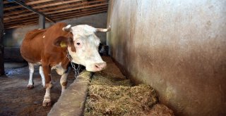 Satın Aldığı Sütle Yavru Danaları Biberonla Besliyor