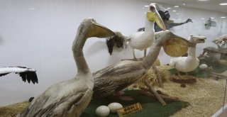 Gaziantep Zooloji Ve Doğa Müzesine Yoğun İlgi