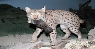 Çamlıdere Doğa Ve Hayvan Müzesi Ziyaretçilerin Yoğun İlgisini Çekiyor