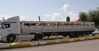 Batıya Kurban Sevkiyatı Başladı