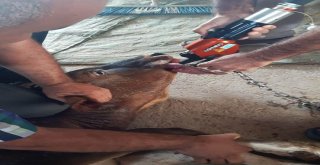 İneğin İmdadına Afad Yetişti