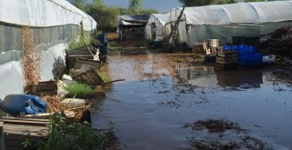 Sel Sonrası Seralara Giren Üreticileri Gördükleri Manzara Üzdü