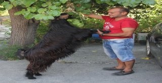 Pazardan Aldığı Keçi Çocuğu Gibi Oldu
