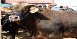 Büyükşehir Kurban Bayramına Hazır