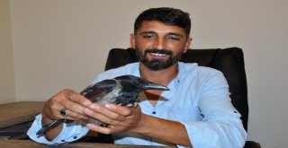 Yaralı Kargayı İyileşene Kadar Evinde Misafir Edecek