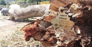 (Özel Haber) Devrilen 190 Yaşındaki Çınar Lüks Otomobili Hurdaya Çevirdi