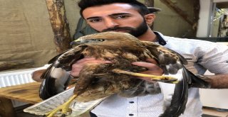 Karsta Vatandaşların Bulduğu Yaralı Kızıl Şahin Tedavi Edilecek