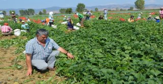 Yenişehir Çiftçisinin Yüzü Gülüyor