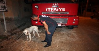 Midyatta Gözü Oyulmuş Köpek Bulundu