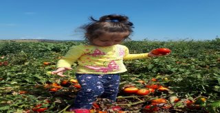 Salça Kazanları Kaynamaya Başladı