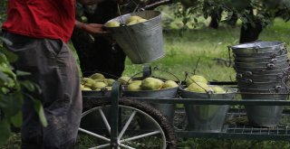 (Özel Haber) Bu Armudun Tanesi 1 Kilo Geliyor