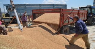 Muşta Buğday Satışı Başladı