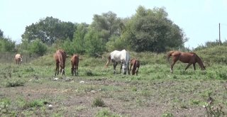 (Özel Haber) Tavuğa Saldıran Köpeği Pompalıyla Vurdu