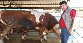 Kurban Pazarında Yoğunluk