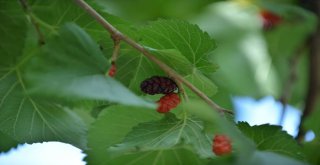 Talasın Yöresel Lezzeti Karadut Zamana Direniyor