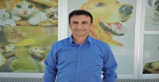 Kazazede Felçli Köpek Hayvan Barınağında Sağlığına Kavuştu