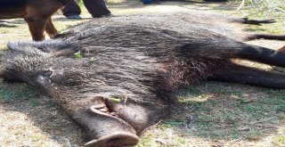 Köylülerin Kabusu Olan Yaban Domuzu 45 Gün Sonra Etkisiz Hale Getirildi