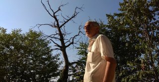 (Özel Haber) Katil Arılar Kestane Ağaçlarını Kuruttu