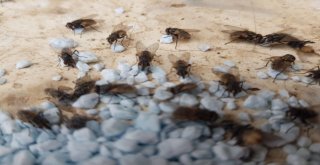 Germencikte Besicilere Karasinekle Mücadele Desteği