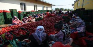 Salçaya Kadın Eli Değdi