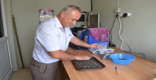 Yağlık Ayçiçeği Hasadı Başladı, Verim Düşük Ama Üreticiler Fiyatlardan Umutlu