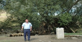 Polatlıda Tarihe Tanıklık Eden Ağaçlara Koruma