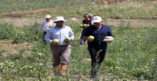 Muz Tadındaki Bağrıbütün Kavunun Hasadı Başladı