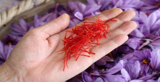 Kilosu 30 Bin Tl Olan Safranda Hasat Başladı