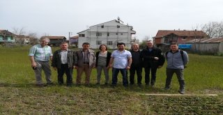 Hollandalılar Laleden Sonra Bu Bitkinin Peşinde