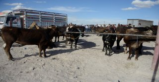 Meramda Kurban Satış Ve Kesim Yerleri Belli Oldu