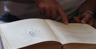 Sarı Kız Zararlı Değil Yararlı