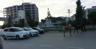 Bursada Başı Boş Atlar Trafiği Tehlikeye Soktu