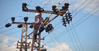 Kuş Ölümleri ‘Kuşkonmaz İle Engelleniyor