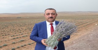 Lavanta Üreticinin Yüzünü Güldürdü