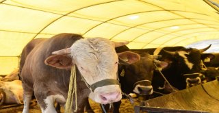 Mamakta Kurban Hazırlıkları Başladı